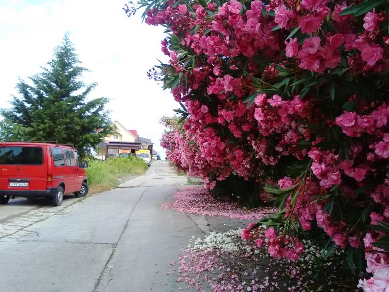 Фото Олеандр