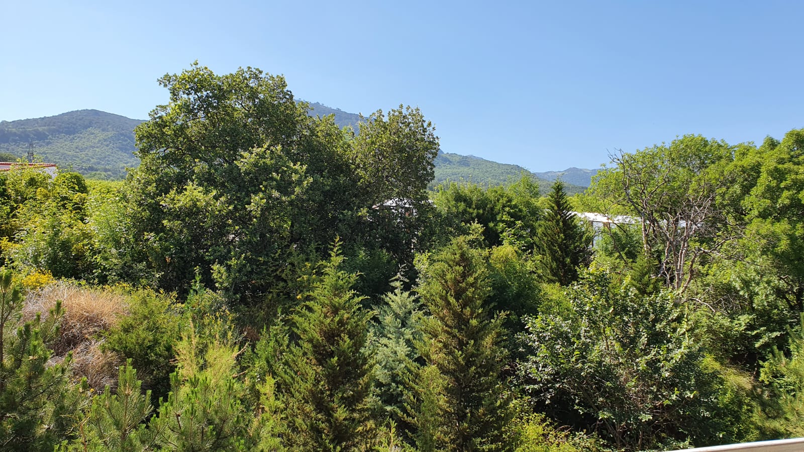 Фото Наутилус