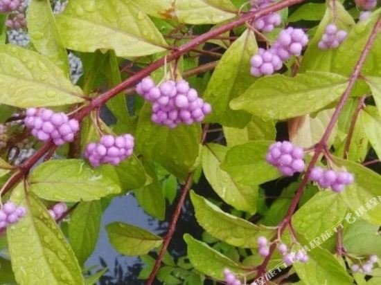 Фото Oyo Ryokan Koijigahama Kuroshio Tahara Irago