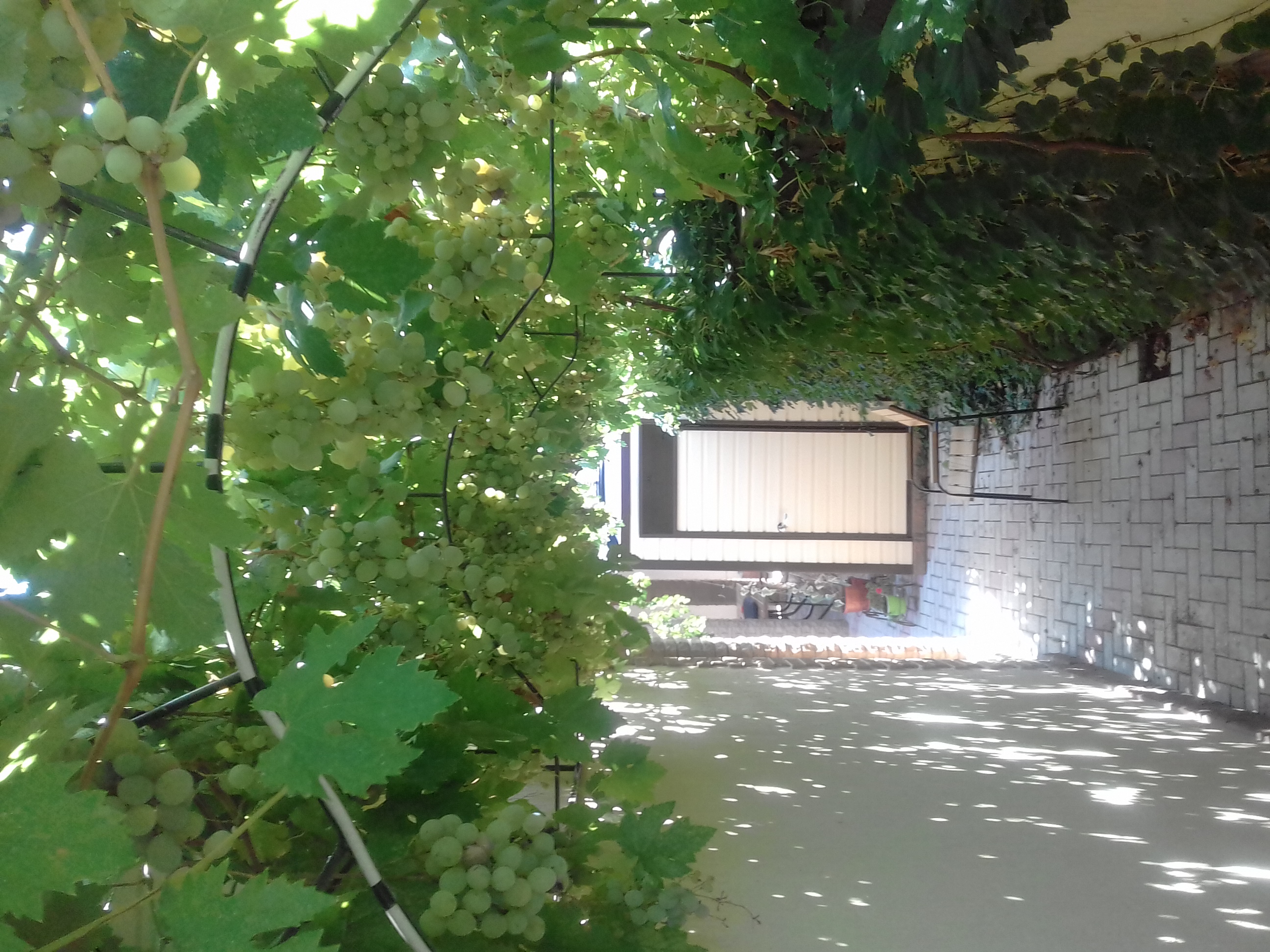 Фото Александрия