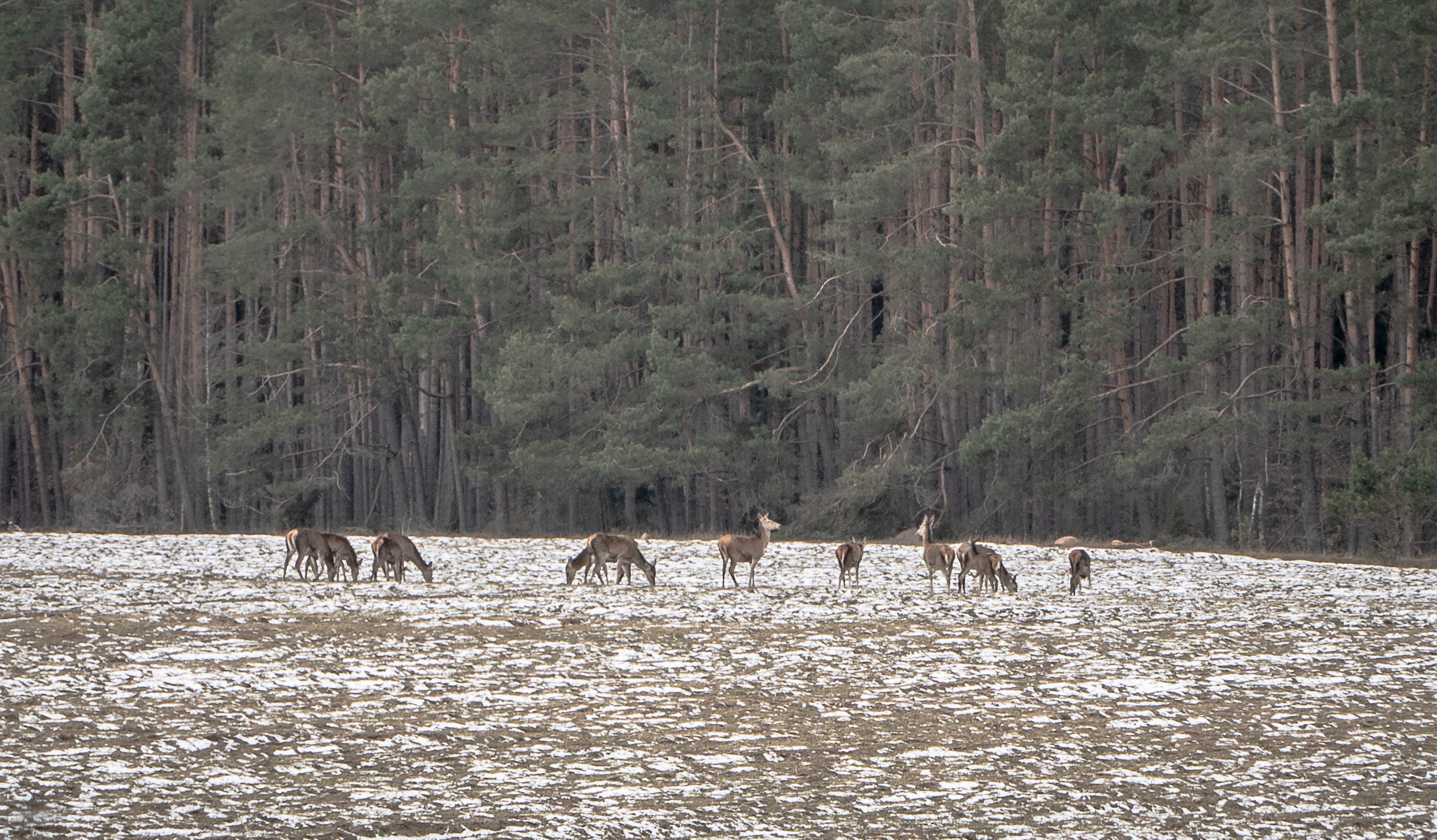 Фото Беловежское поместье