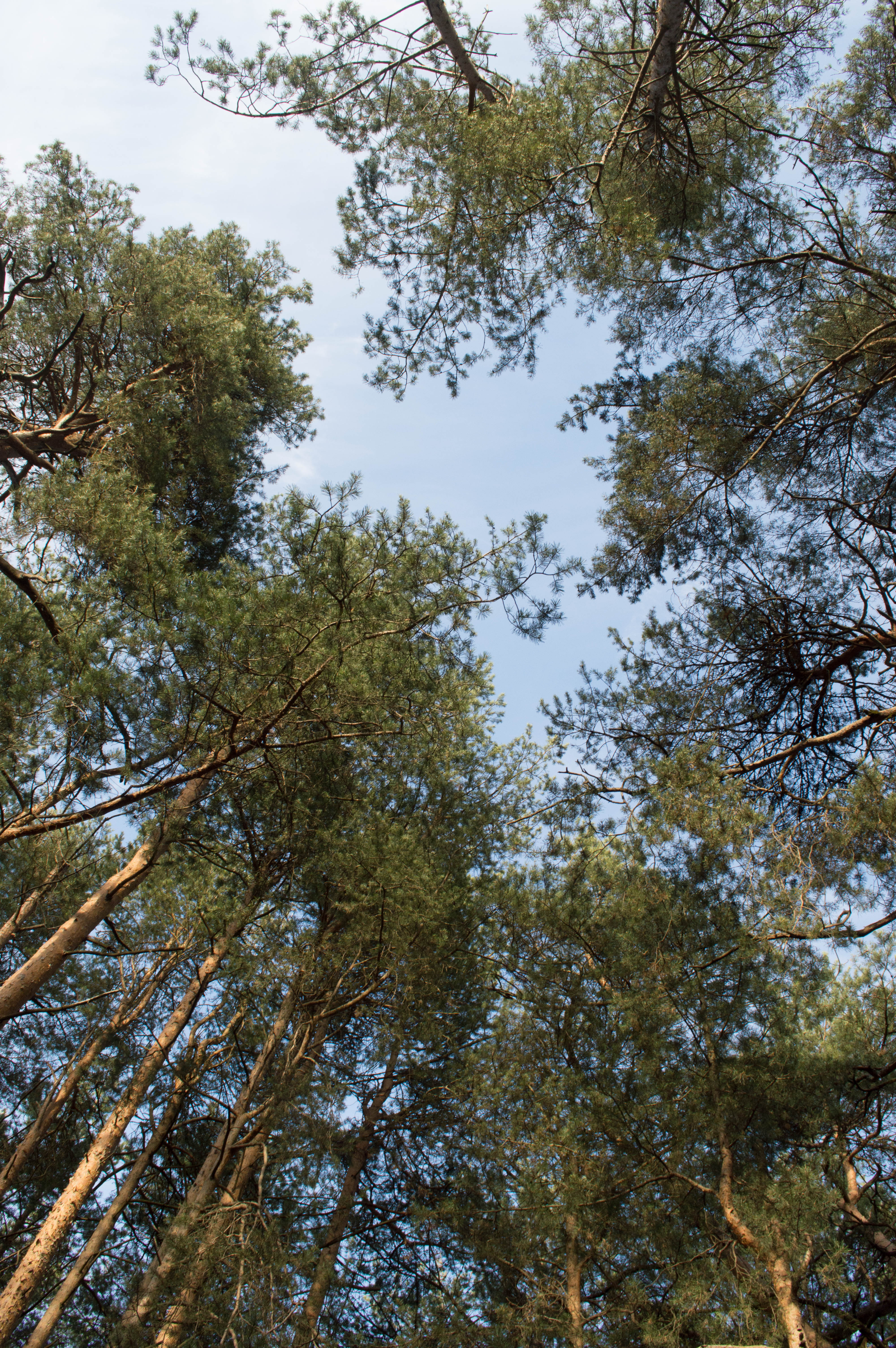 Фото Гледен