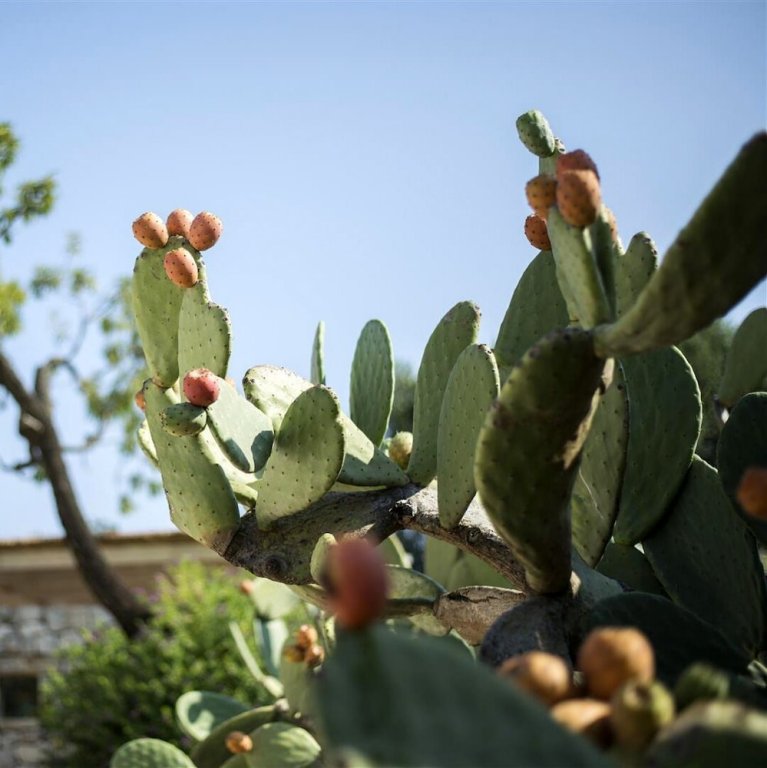 Фото B&b La Casa Pugliese