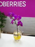 Wildberries (рабочий посёлок имени Цюрупы, Рабочий городок, 10) ، نقطة تسليم