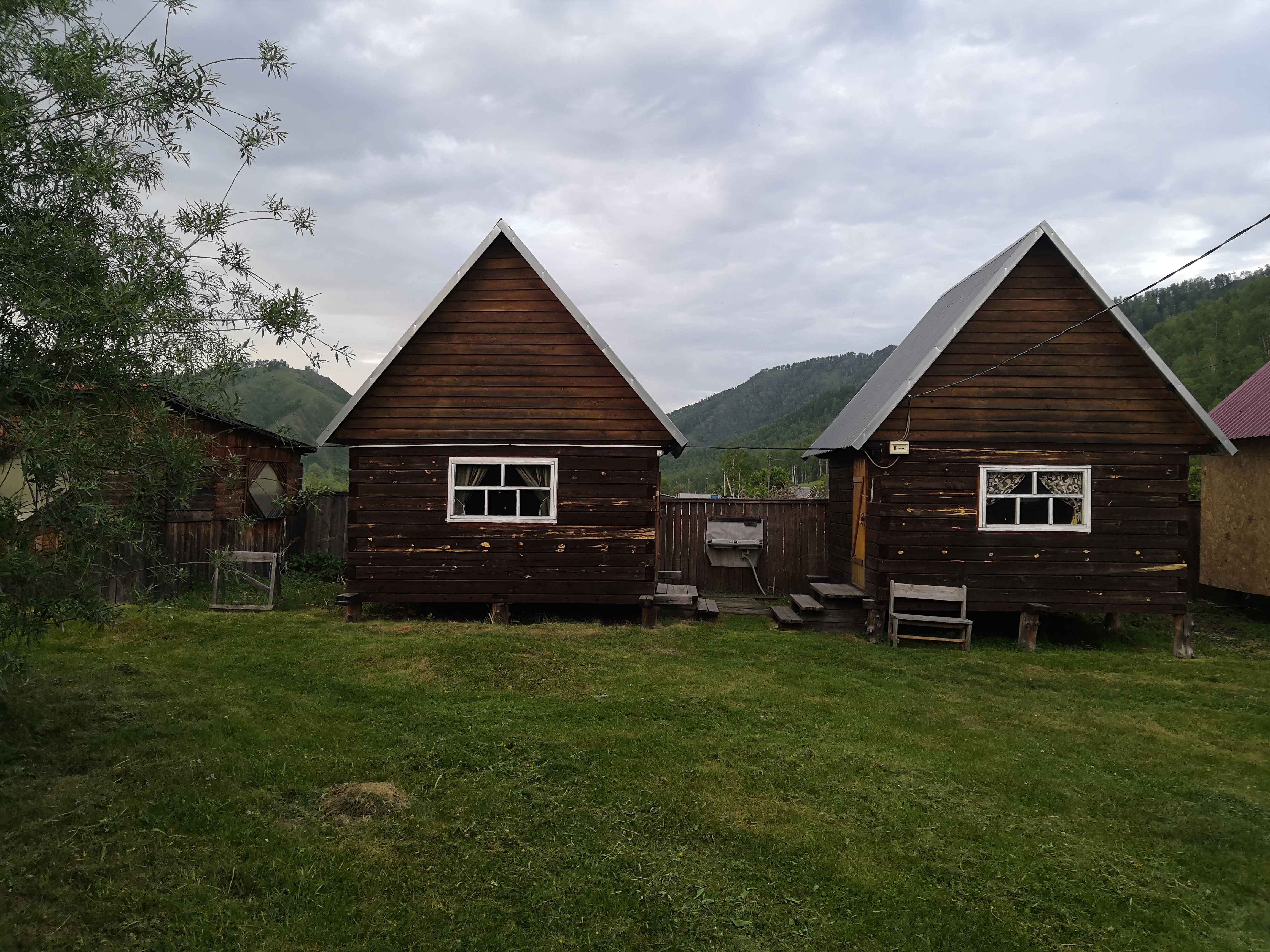 Фото Золотая пчела