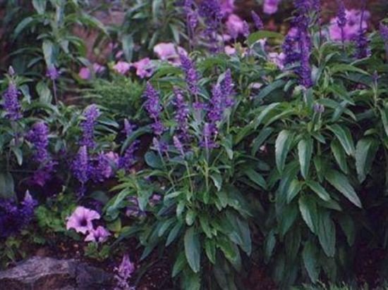 Фото Lakeside Country Inn