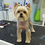 Groom Pet (Roschino, Sadovy pereulok, 6), pet salon