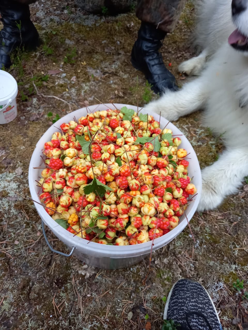 Фото Лось&Мох