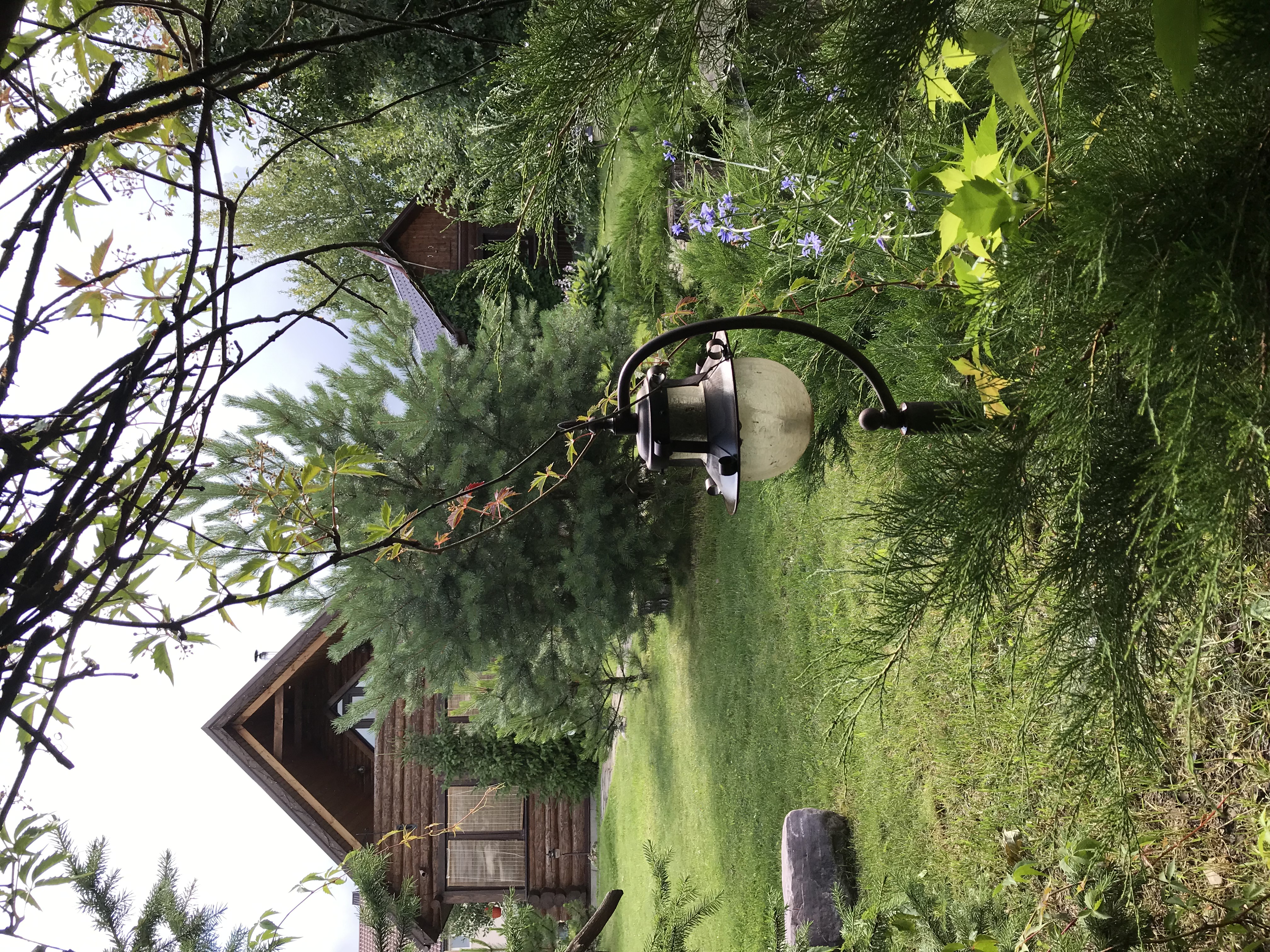 Фото Серый Волк