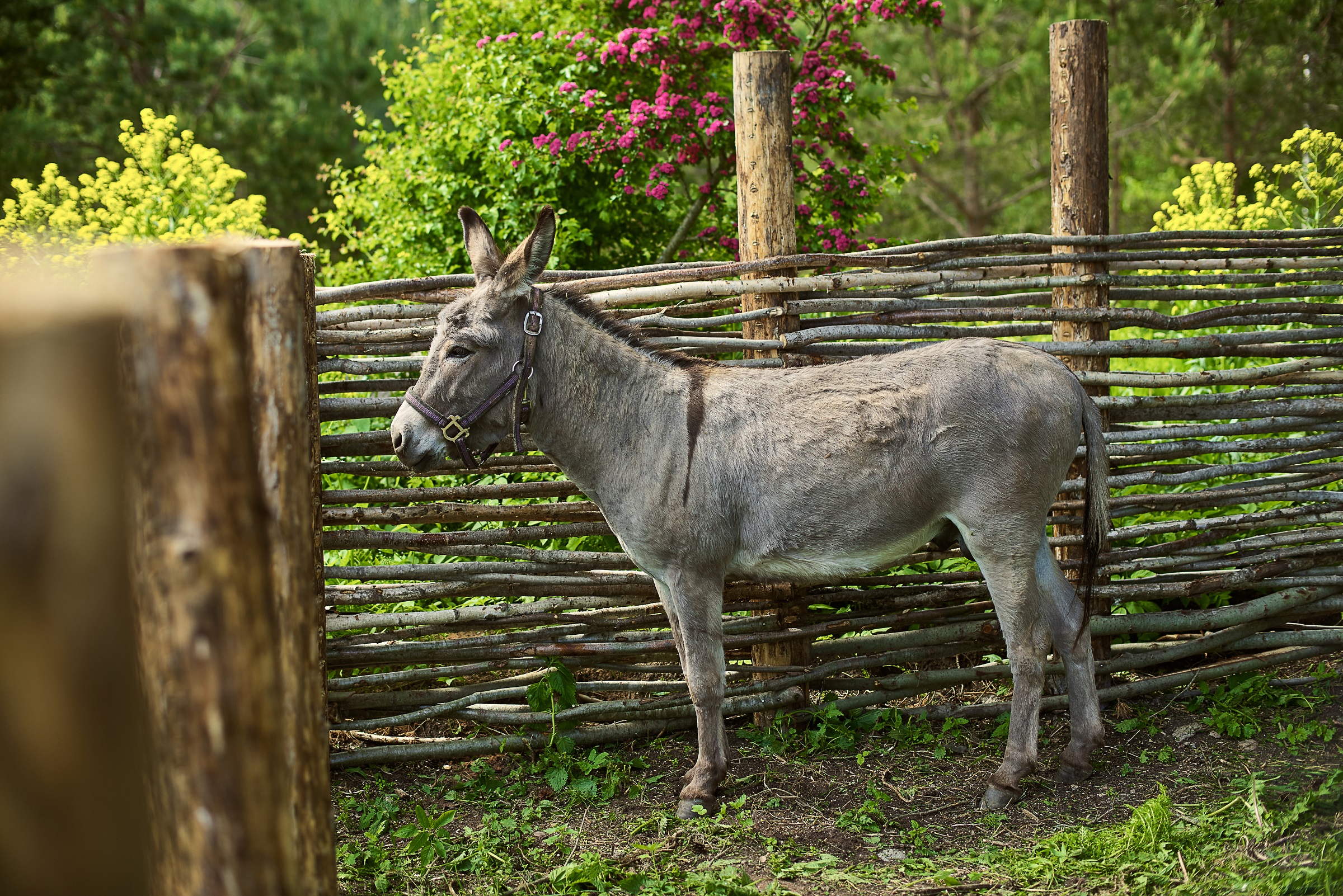Фото Мазаная Горка