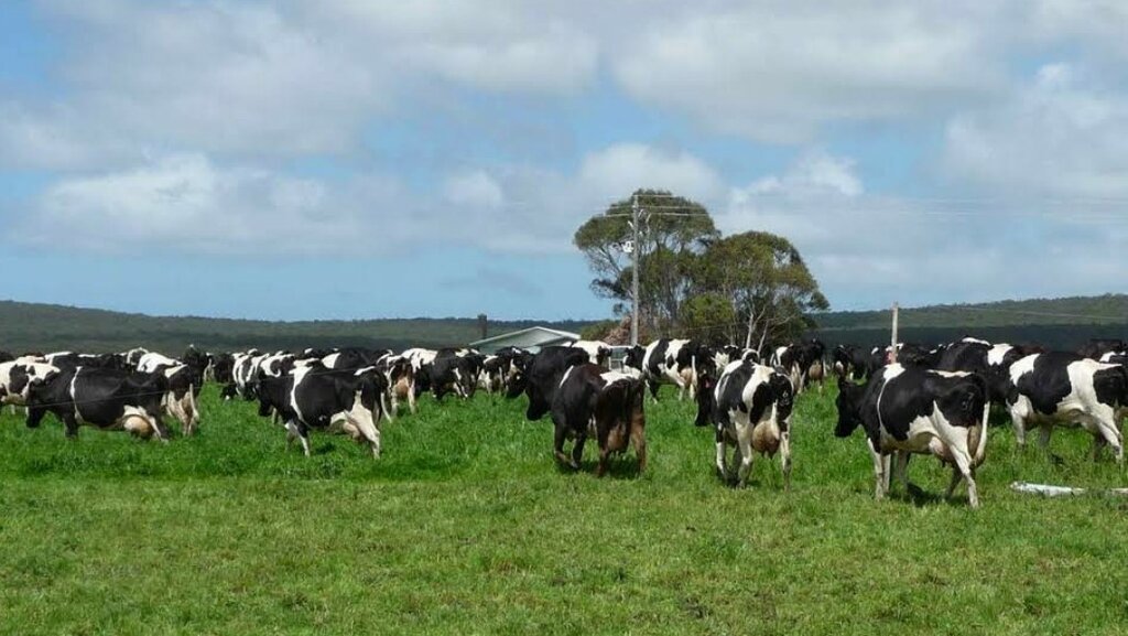 Intensive animal farming Üner Çiftliği, Catalca, photo