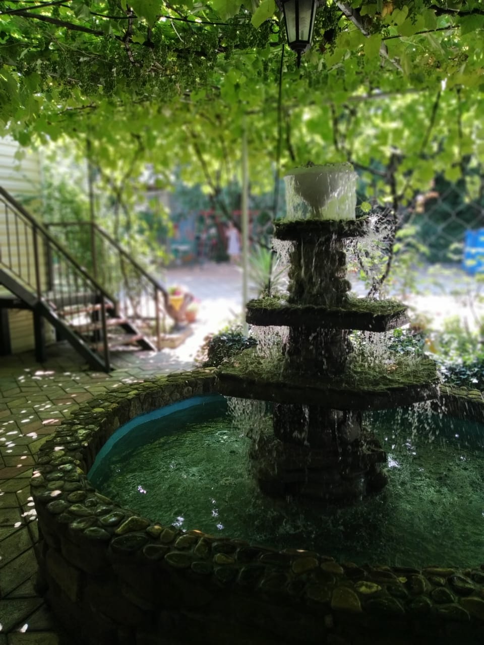 Фото Черноморская лоза