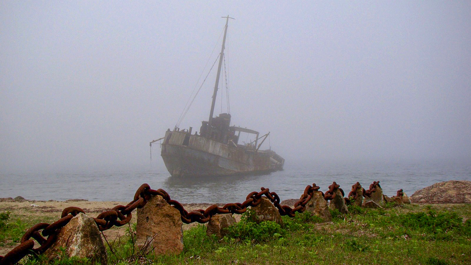 Фото Ромашка-Витязь