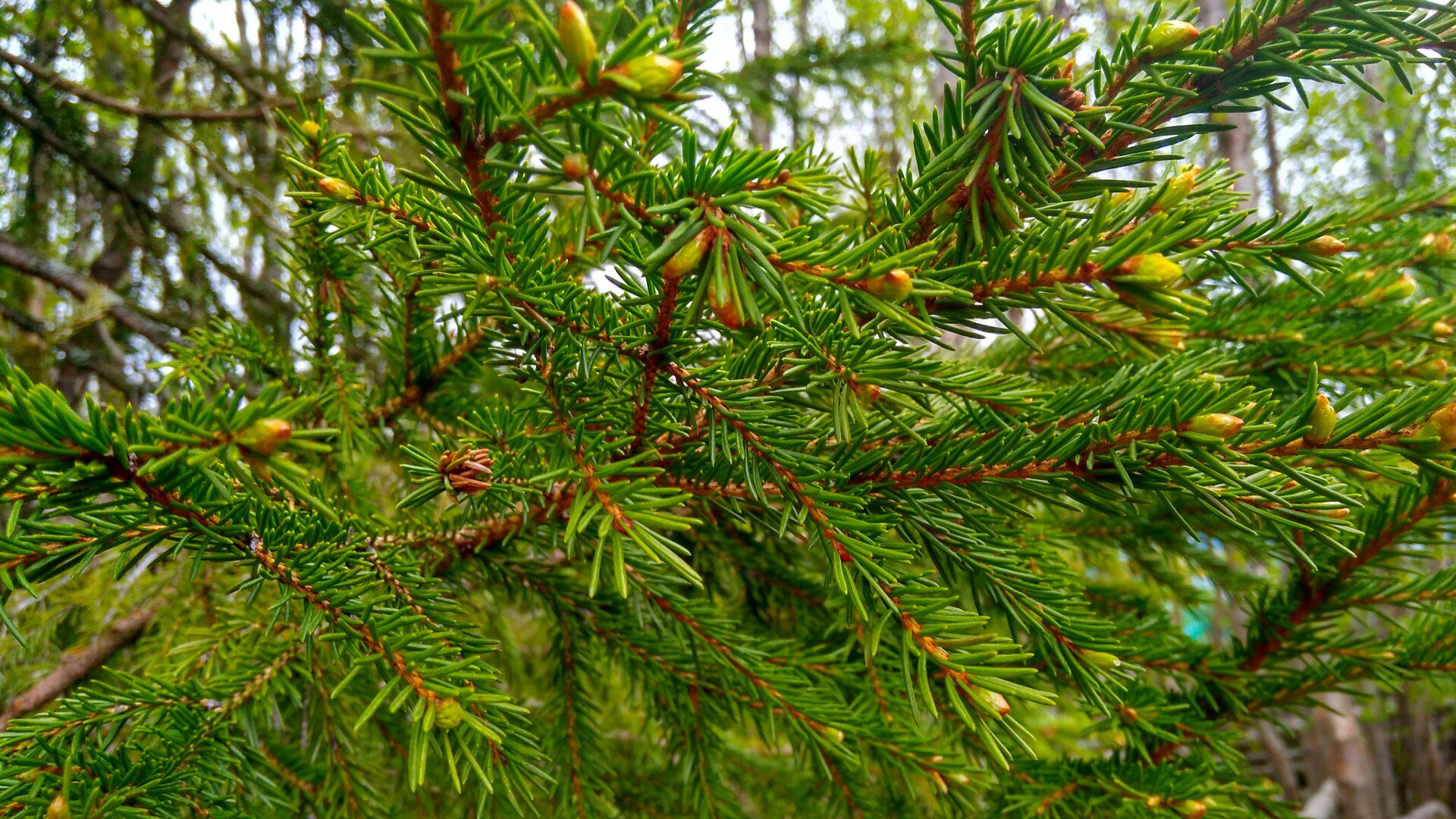 Фото Северное сияние