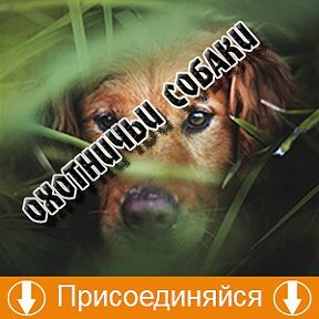 Организация и обслуживание выставок Охотничьи собаки Ставропольского края, Минеральные Воды, фото