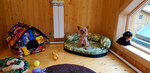 Zookhutor (ulitsa Nekrasova, 1/10), hotel para animales