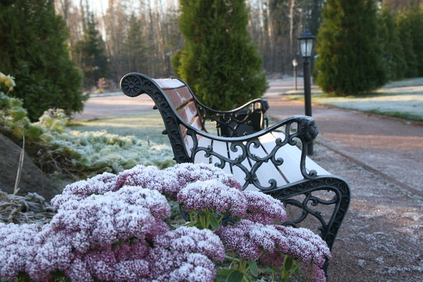 Фото Пихтовое