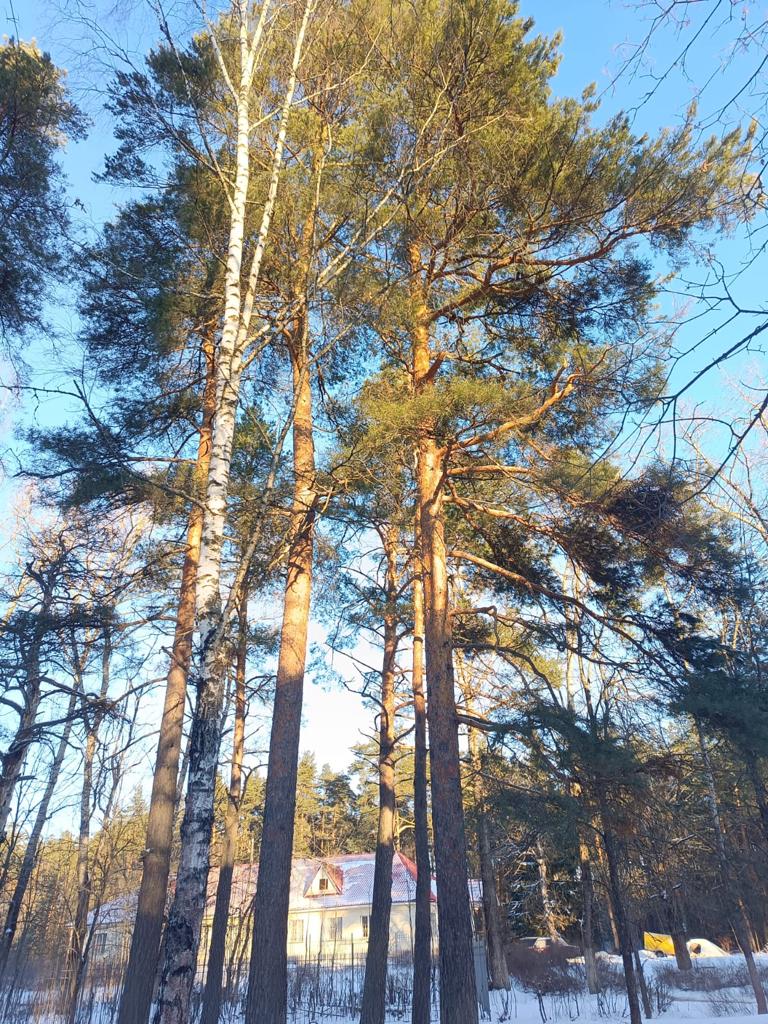 Фото Сосновый Бор