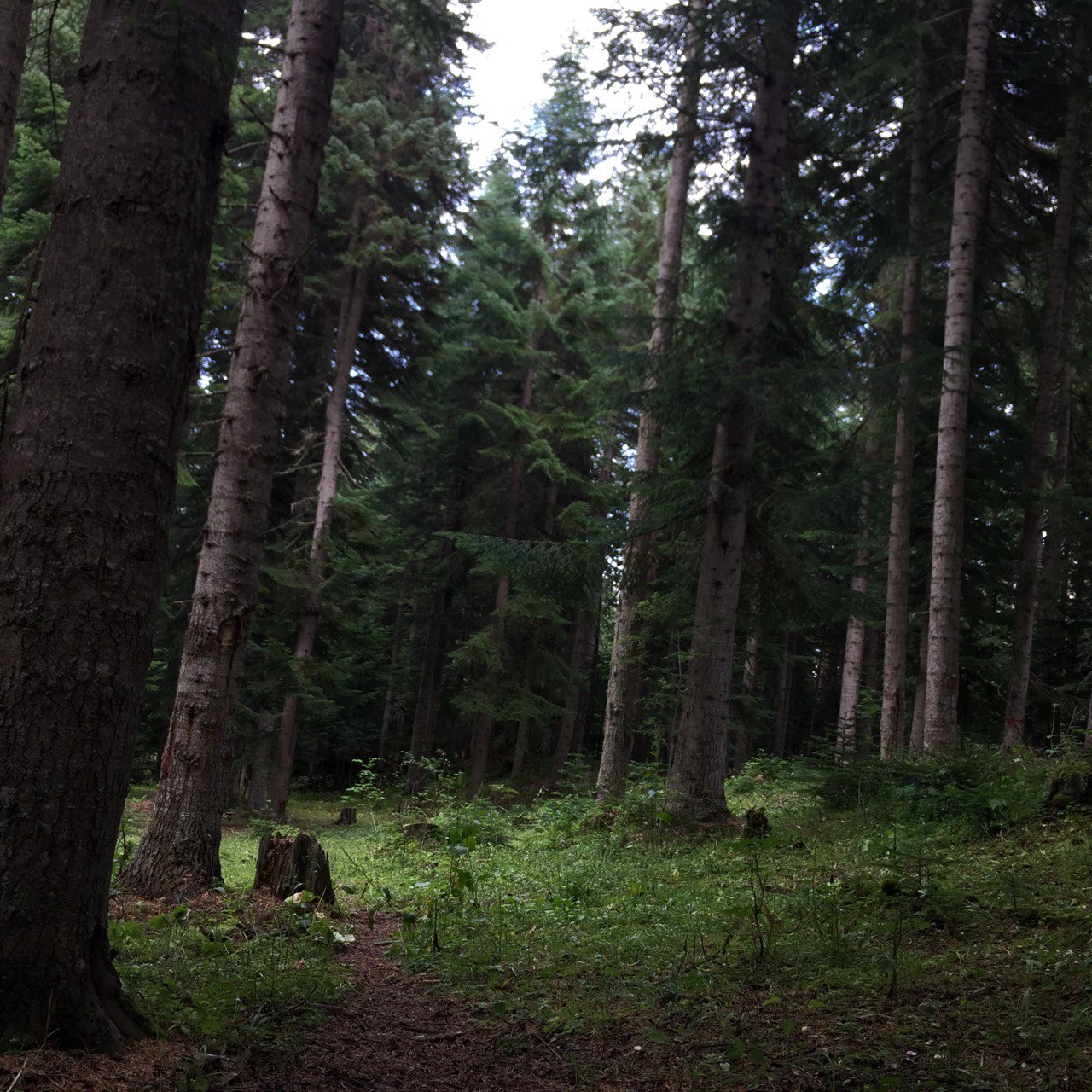 Фото Авалон