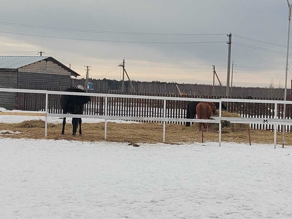 Конный клуб Рожновский, Ярославская область, фото