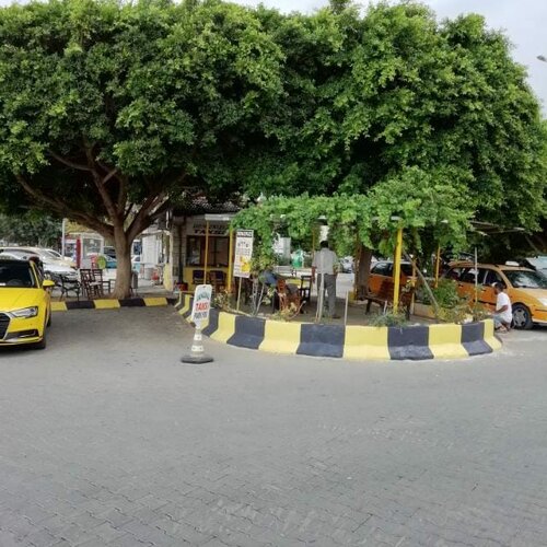 yumurtlayan muhabbet kuşu nasıl beslenmeli