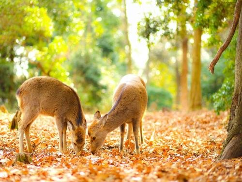 Фото Nipponia Hotel Nara Naramachi