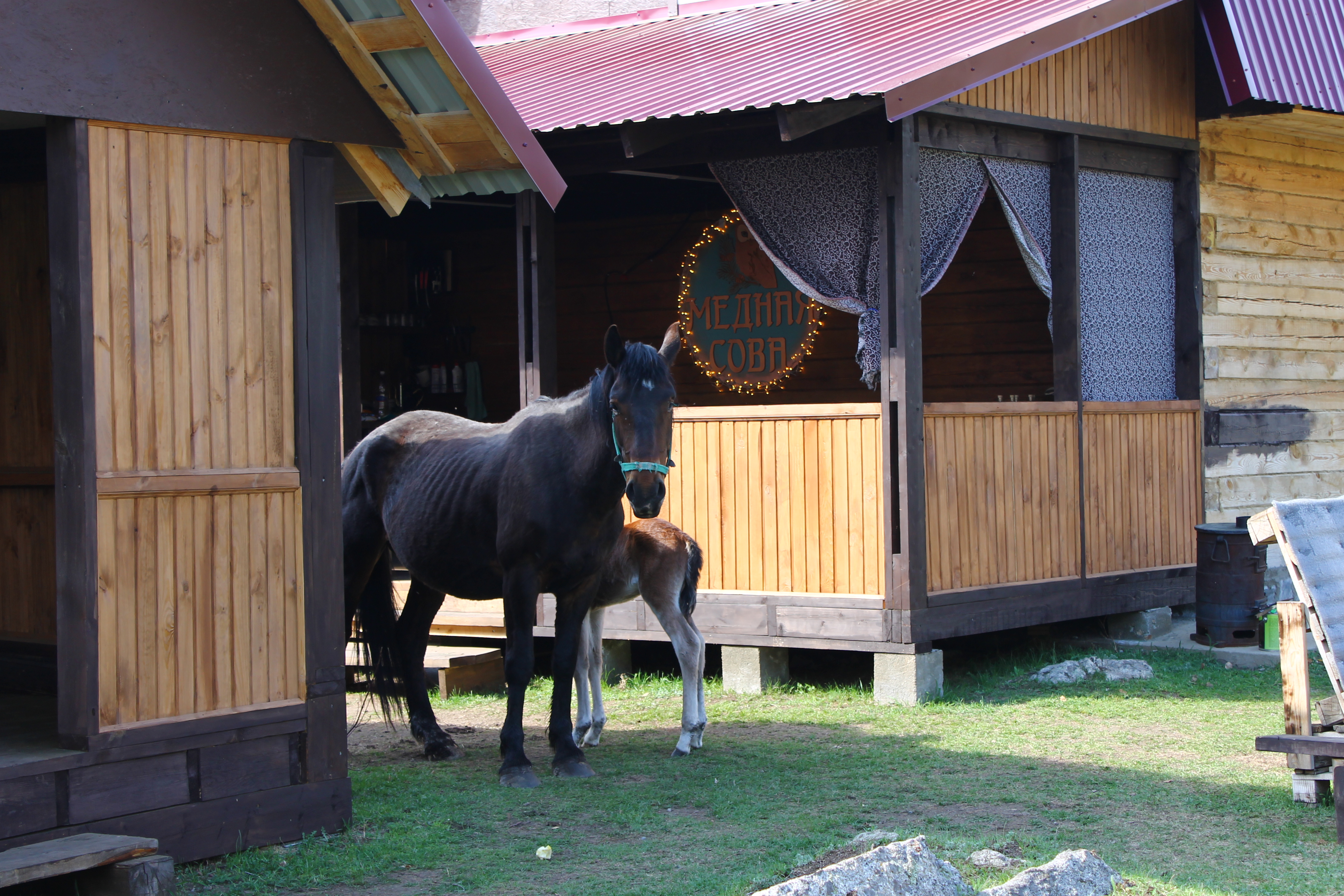 Фото Медная Сова
