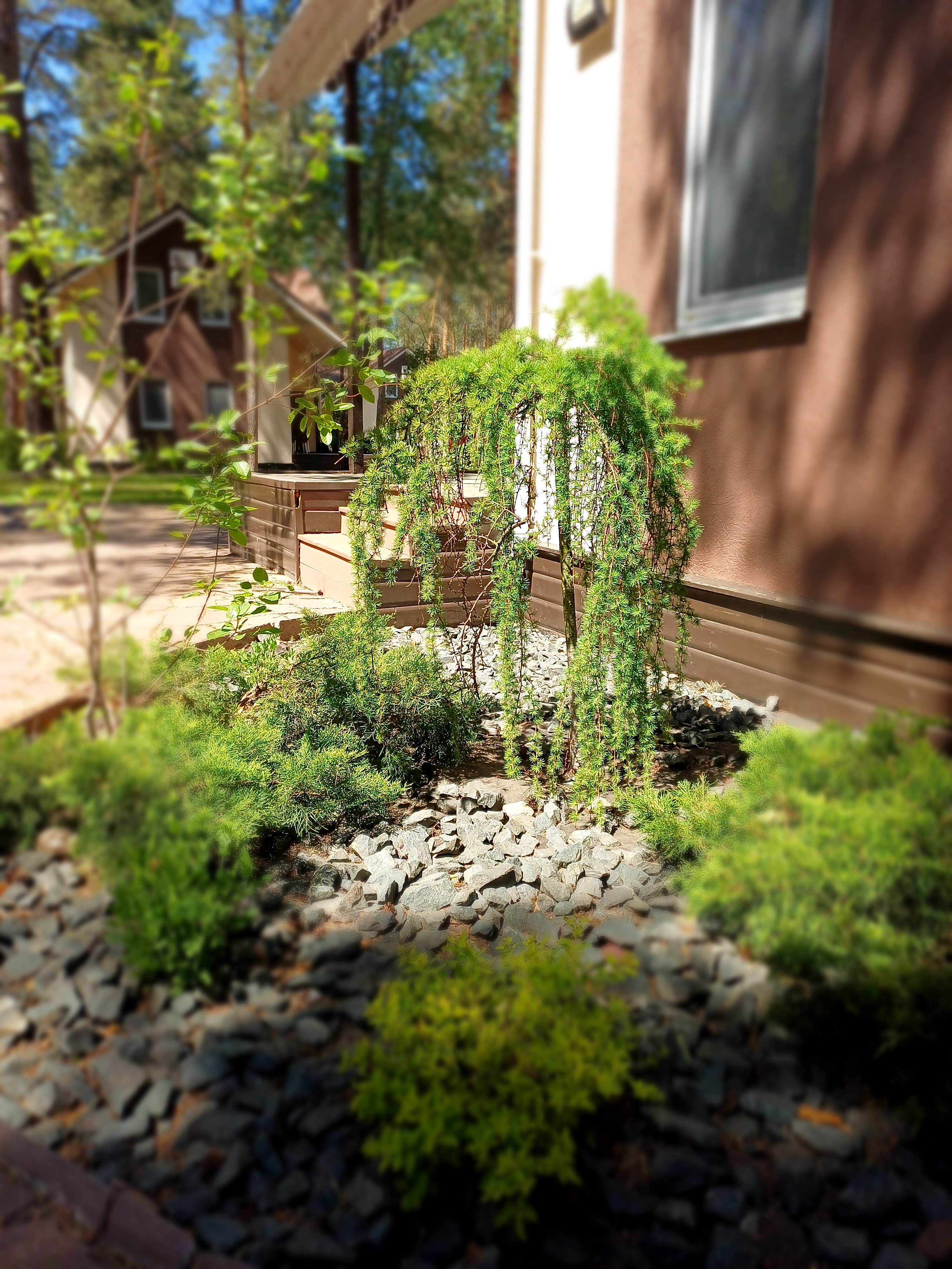 Фото ФорРест