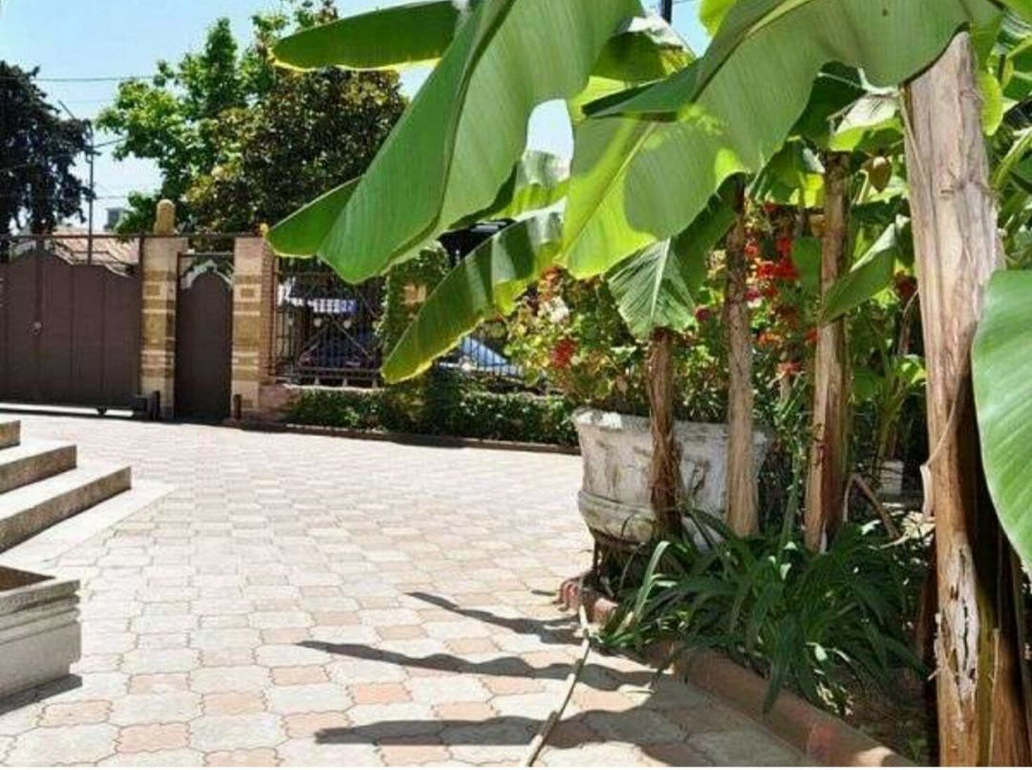 Фото Бугенвиллия