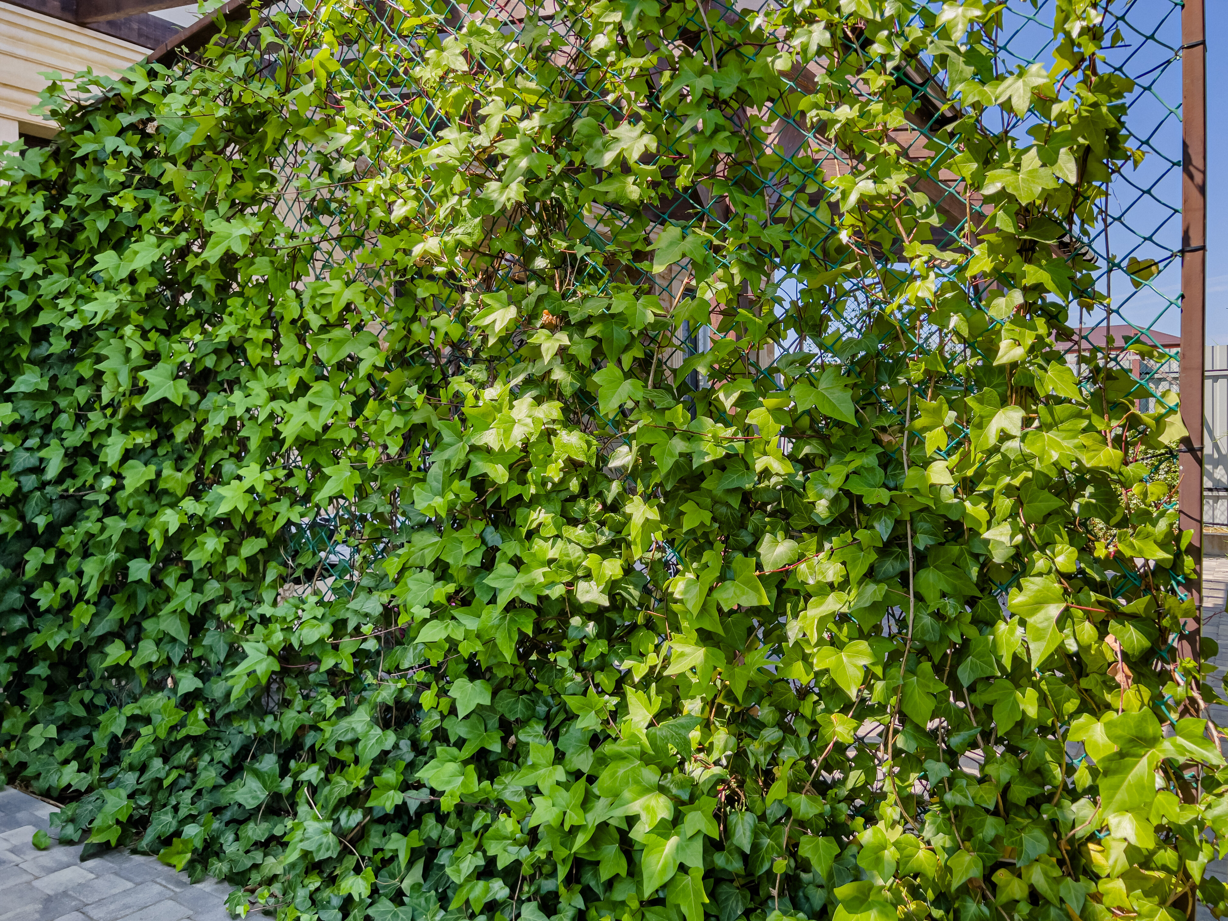 Фото Карамелька