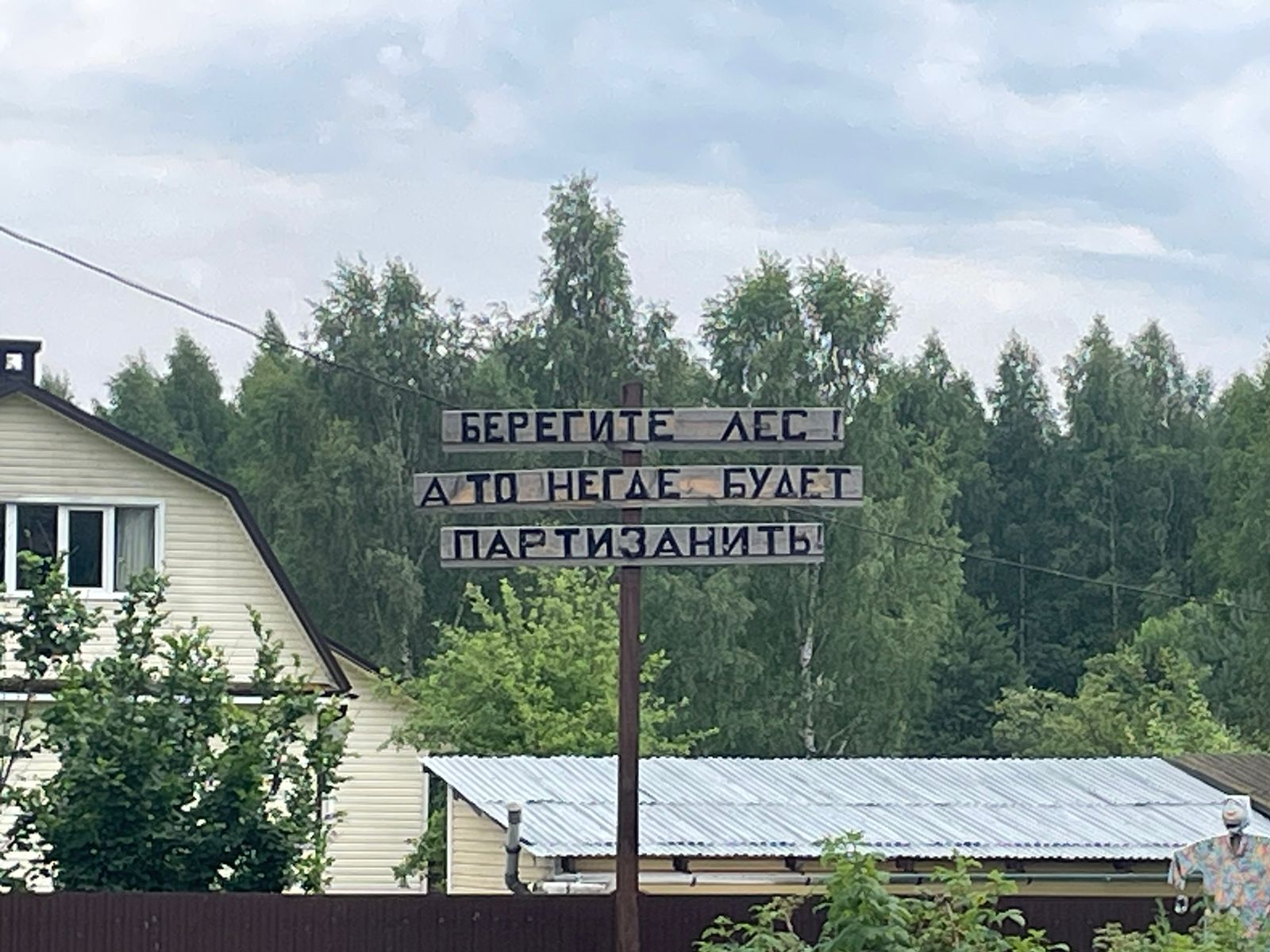 Фото Green forest