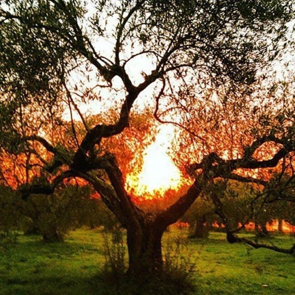 Фото Camping Amalasunta