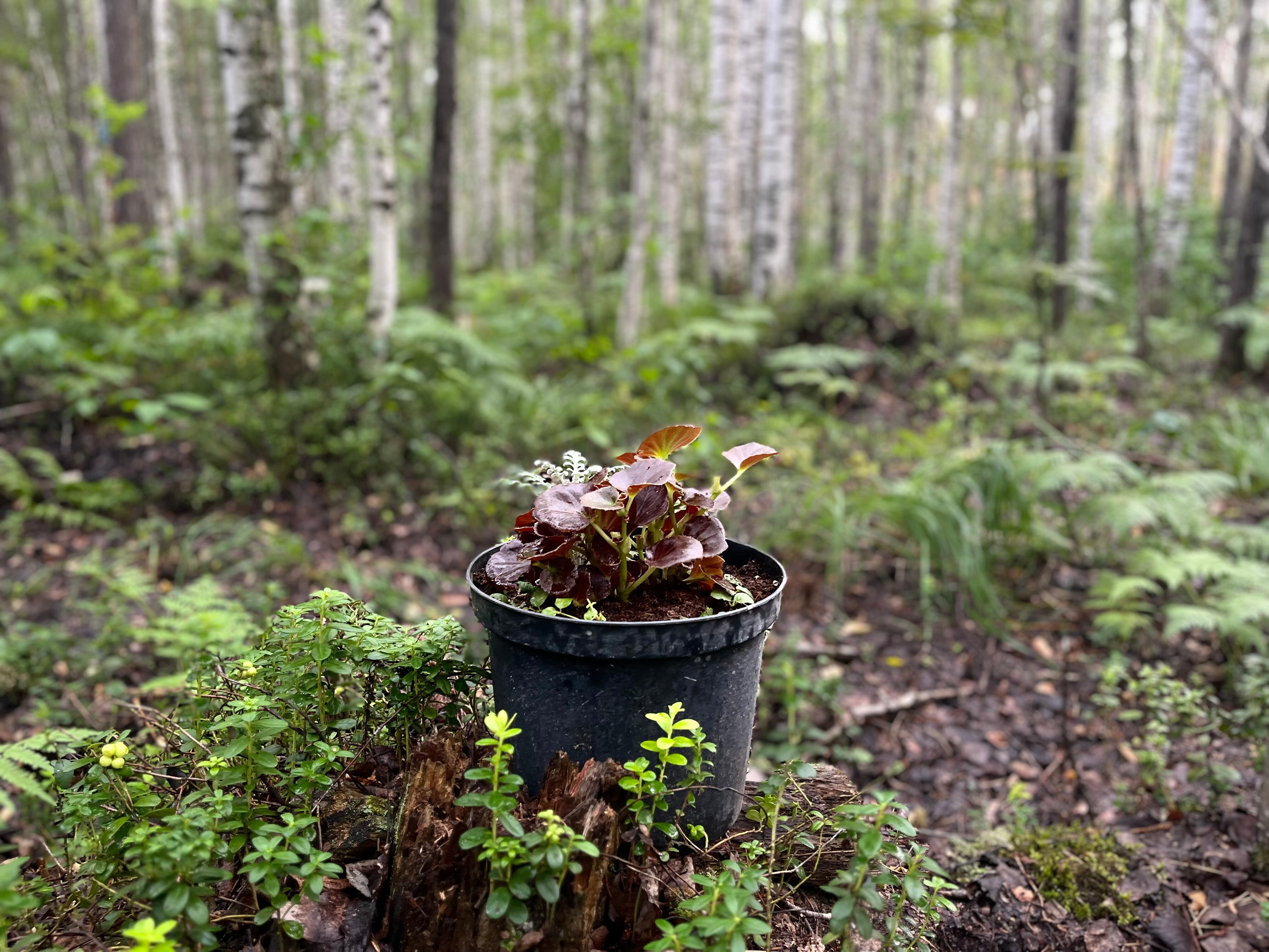 Фото Отель «Оланга»