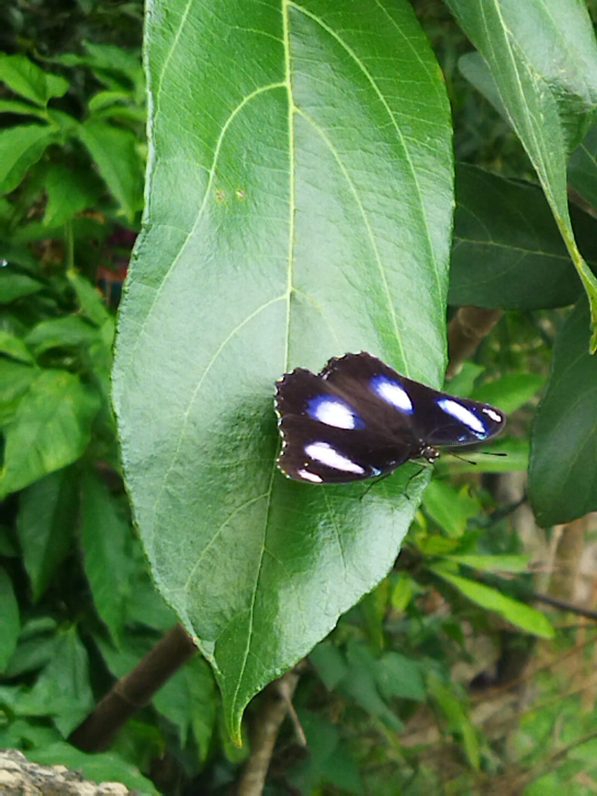 Фото Ibis Phuket Kata