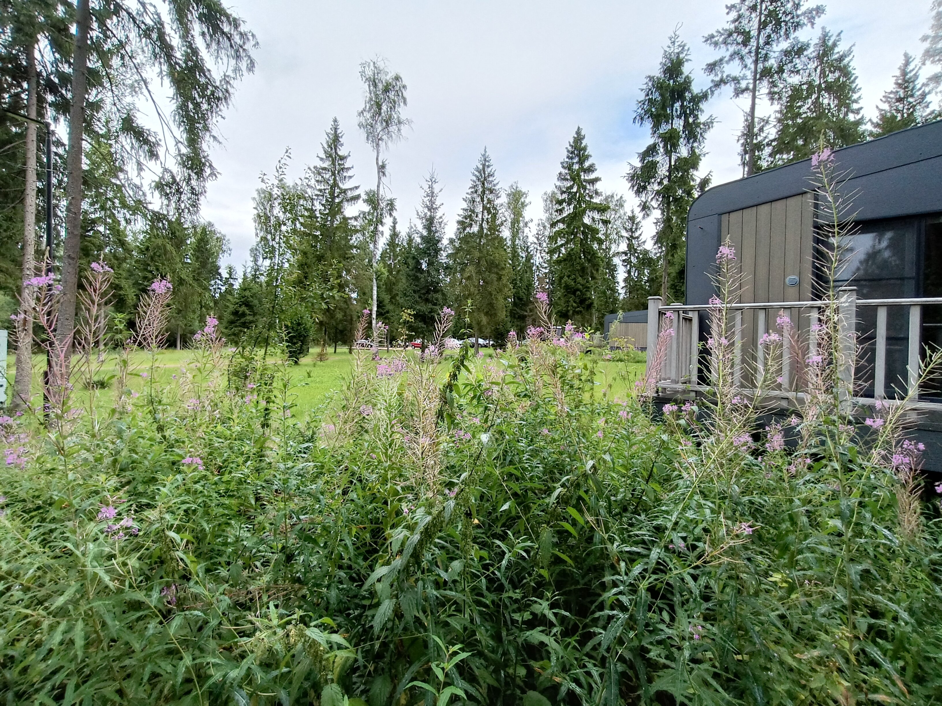 Фото Нешалаши