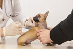 Provans (Novoyasenevskiy Avenue, 42А), clínica veterinaria