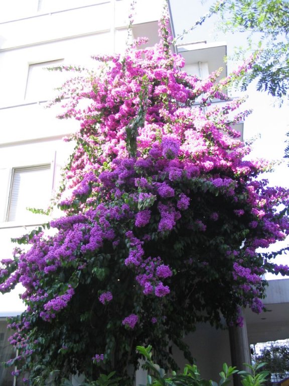 Фото Hotel Rigobello