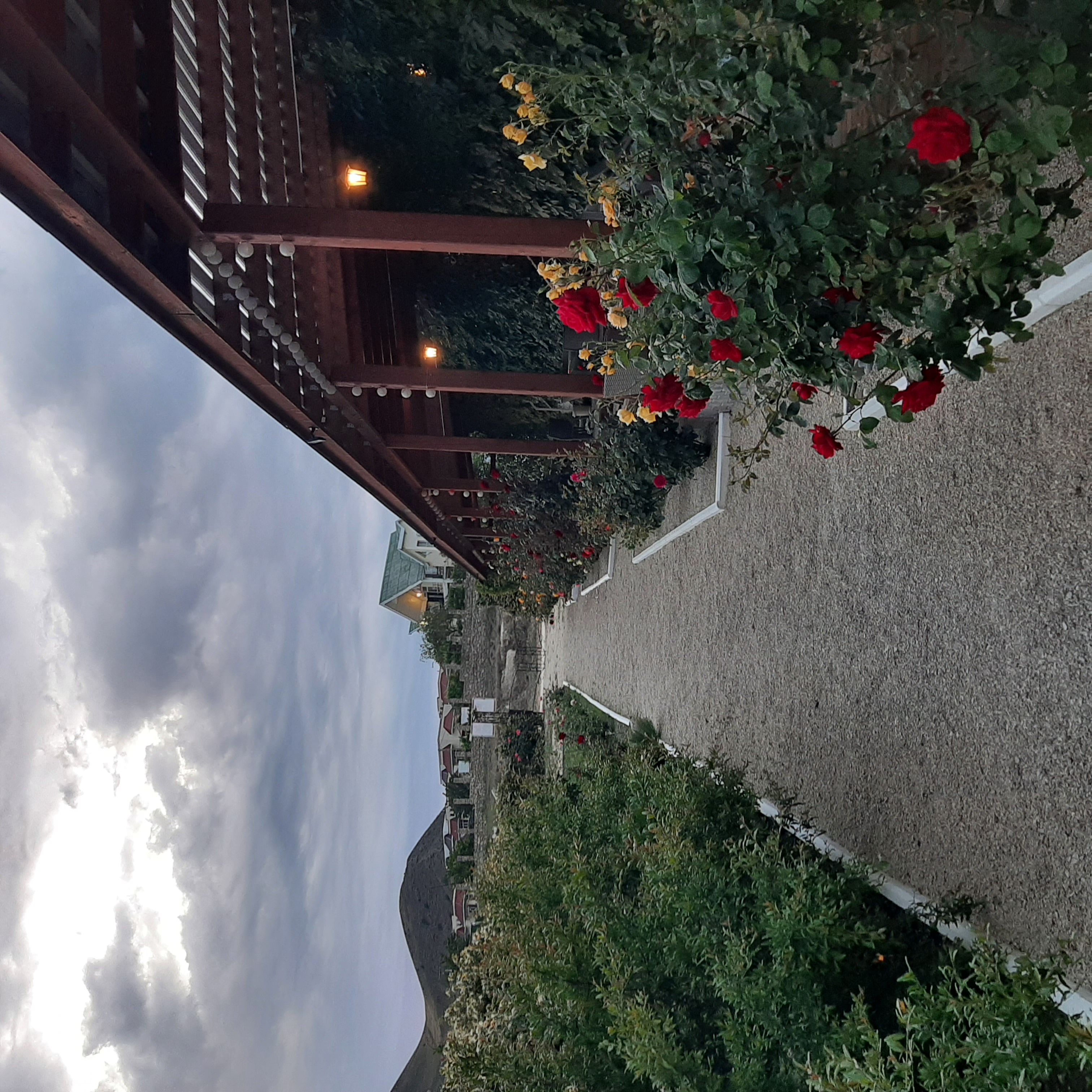 Фото Кактус