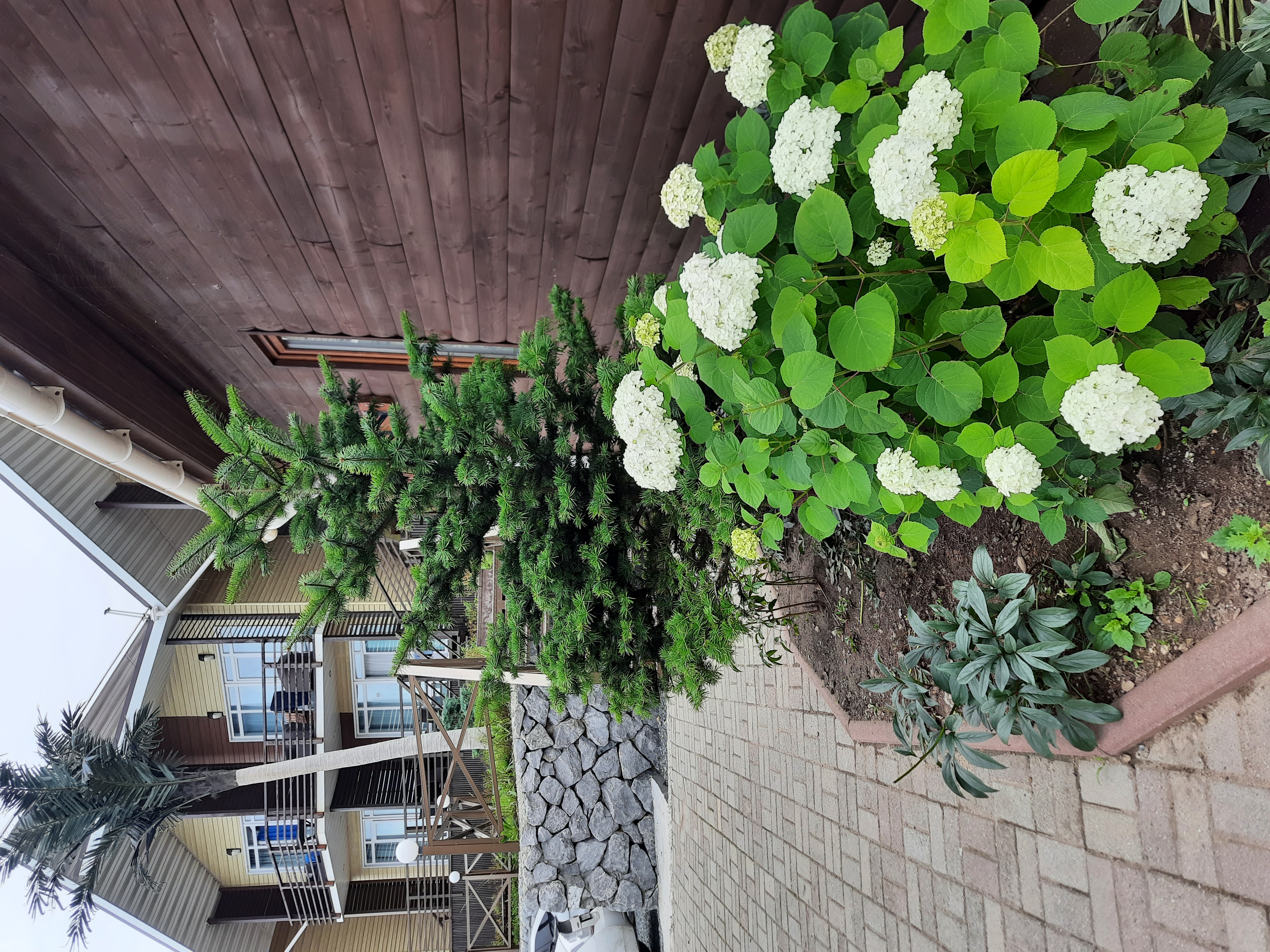 Фото Южанка