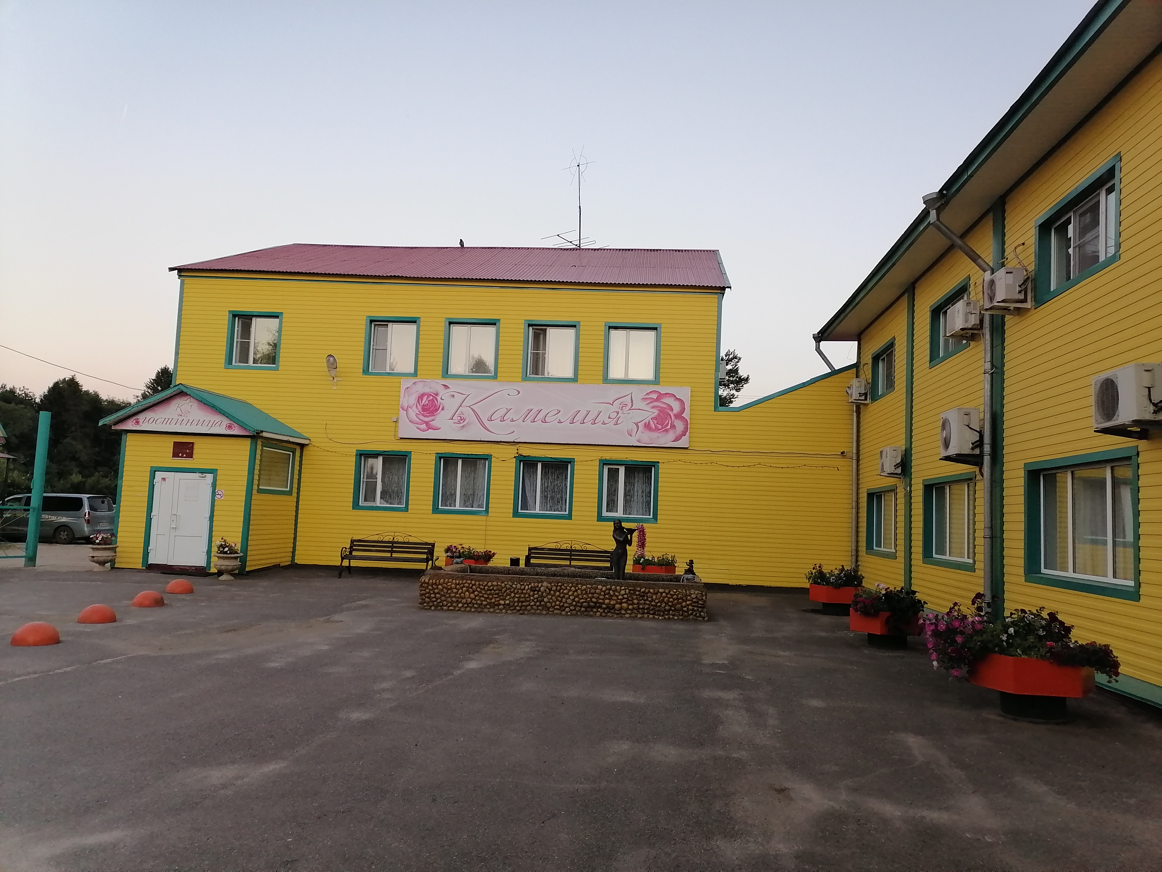 Фото Камелия