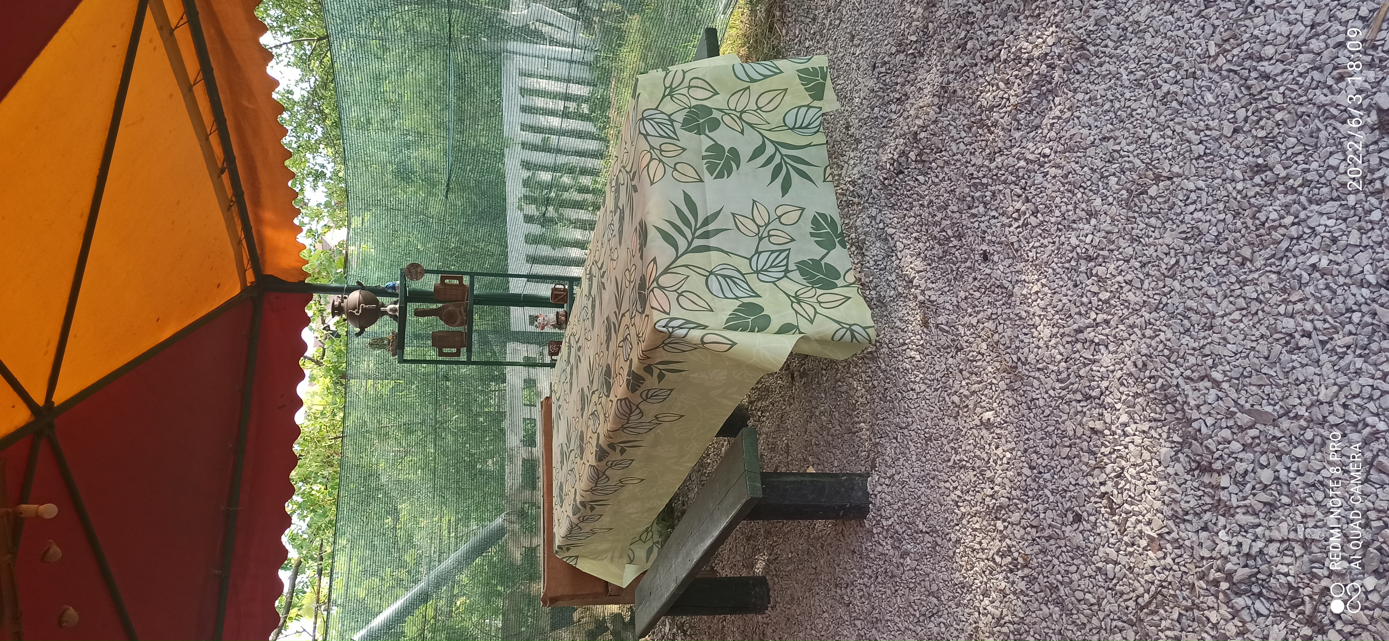 Фото Цветок папоротника