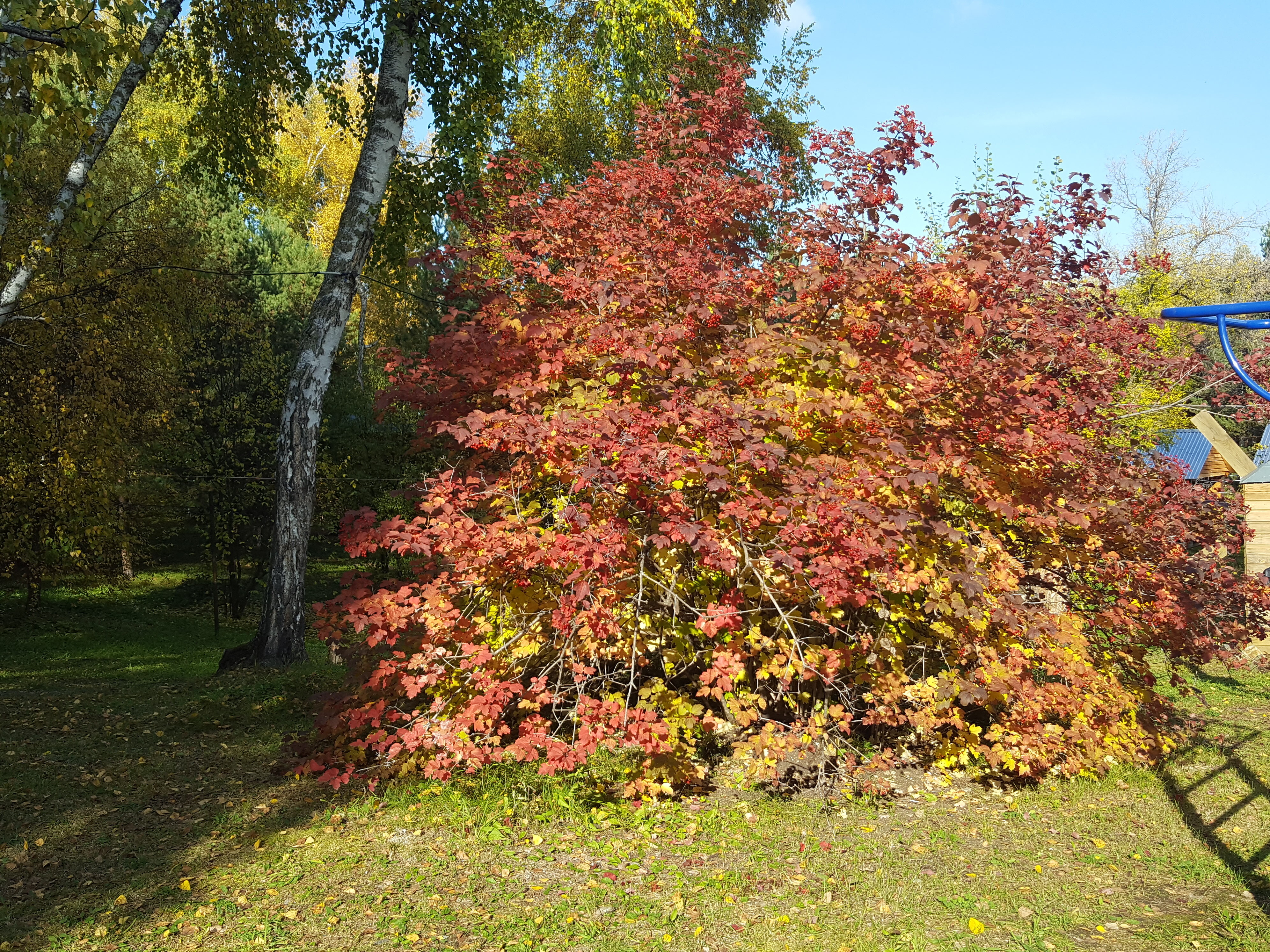 Фото Летний сад