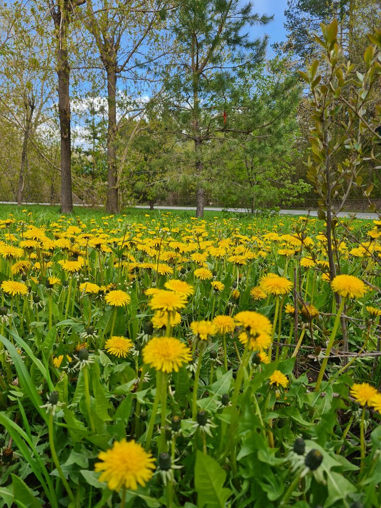 Парк культуры и отдыха Затюменский экопарк, Тюмень, фото