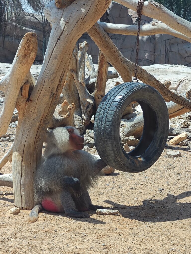 Zoo Children's zoo, Emirate of Sharjah, photo