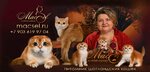MacSel (Vatutina Street, 11), animal nursery