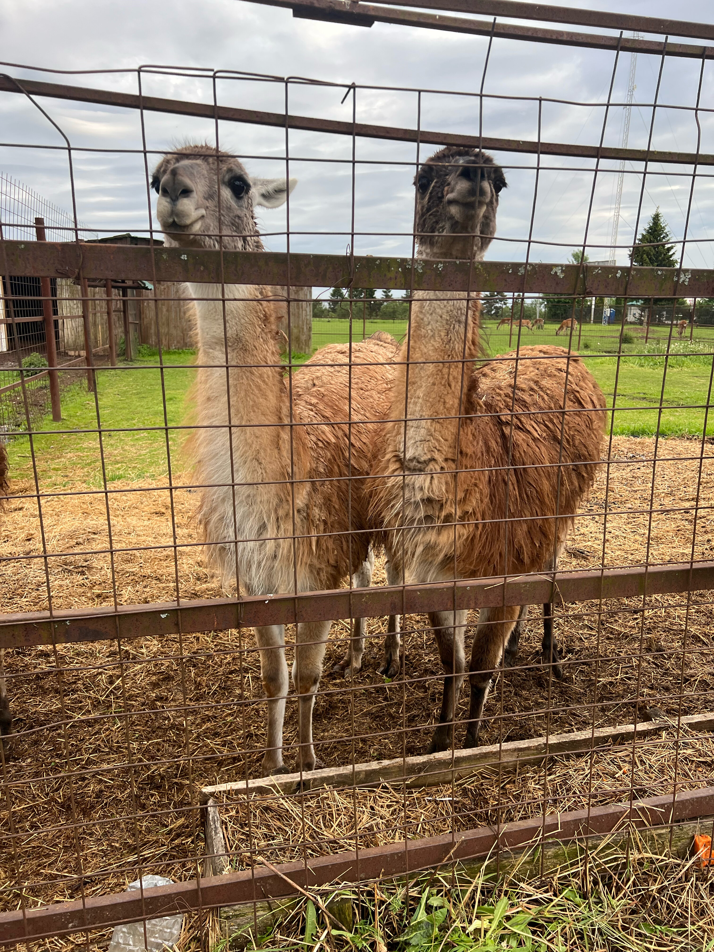 Фото Дом-шале в Сорочанах
