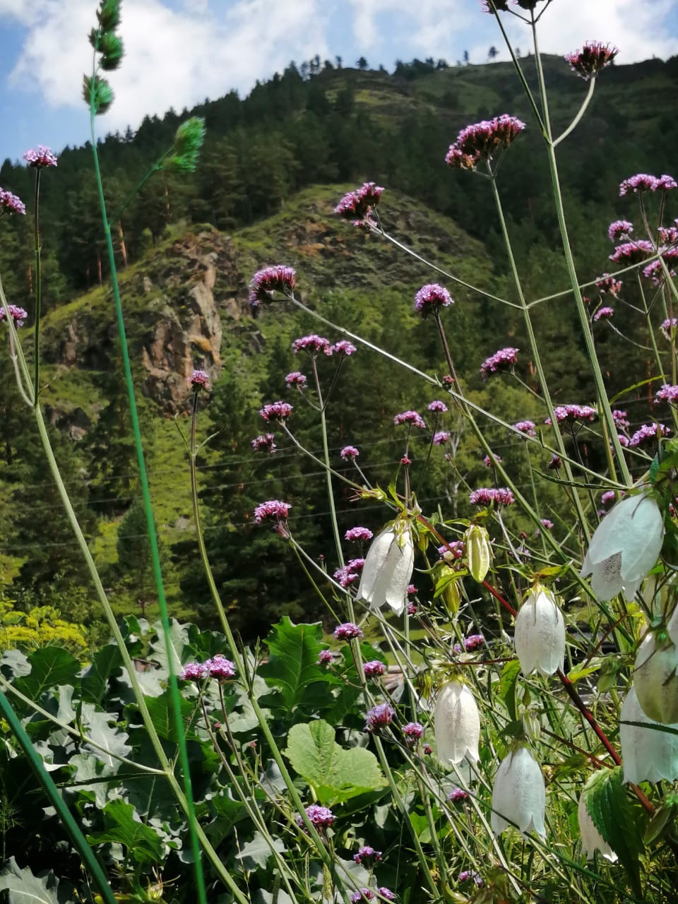 Фото Домик в Чемале