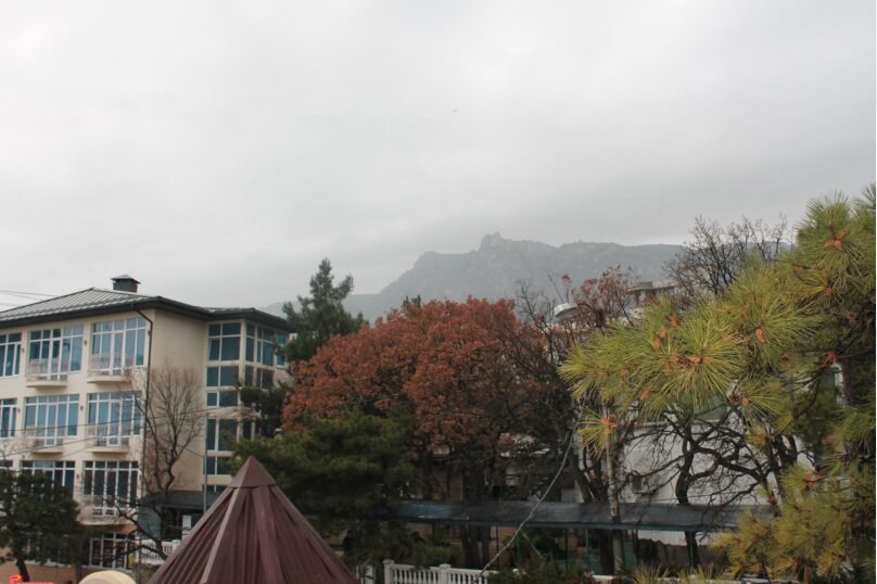 Фото Пальма