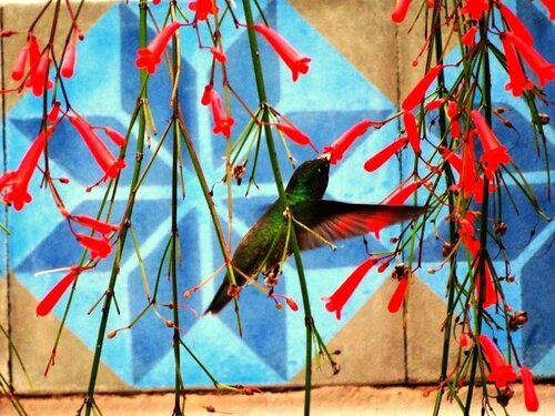 Внешний вид отеля Recanto das Andorinhas Studio в Парати, фото 4