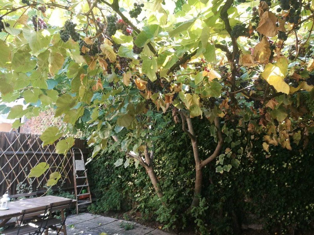 Фото La Maisonette Et Son Jardin